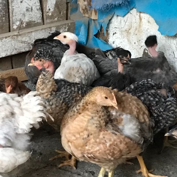 86740F99-F52F-4D9B-986B-CFBA646FCEF3 - Puisori 2019