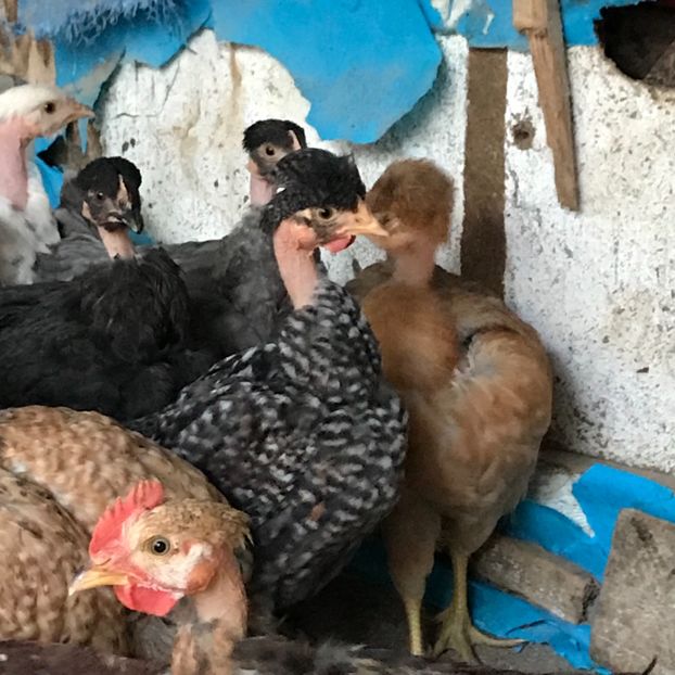 E30ED6D2-D70A-40F9-BF8A-EB860437F79F - Puisori 2019