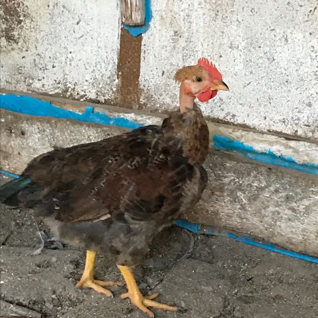 CE856851-860C-4CD3-8349-4CF8B38DE89D - Puisori 2019