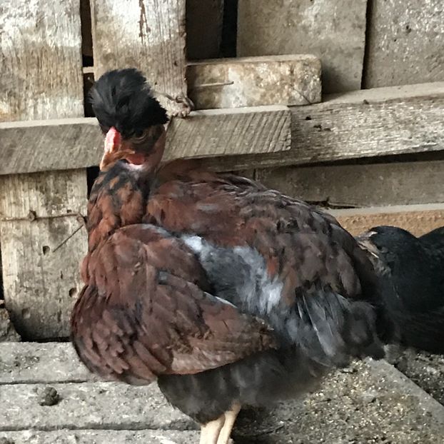 0DFC612C-7AF8-4668-B59D-E409F2F7A628 - Puisori 2019