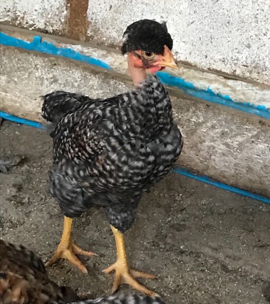 CD574DC3-4E26-4D41-B2DC-FC9DF19B698F - Puisori 2019