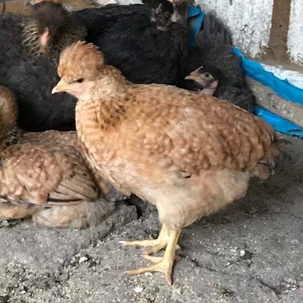 57F5BD8D-4D8B-4EF7-927F-C6E7622EFFFC - Puisori 2019