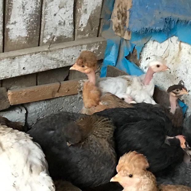 EC33E261-A314-4148-A7A5-055BDFCC30D9 - Puisori 2019