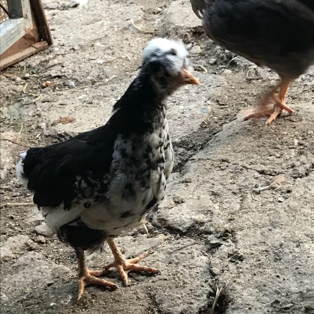 39CFCAA7-F7FF-4501-AC04-9E27F30E1850 - Puisori 2019