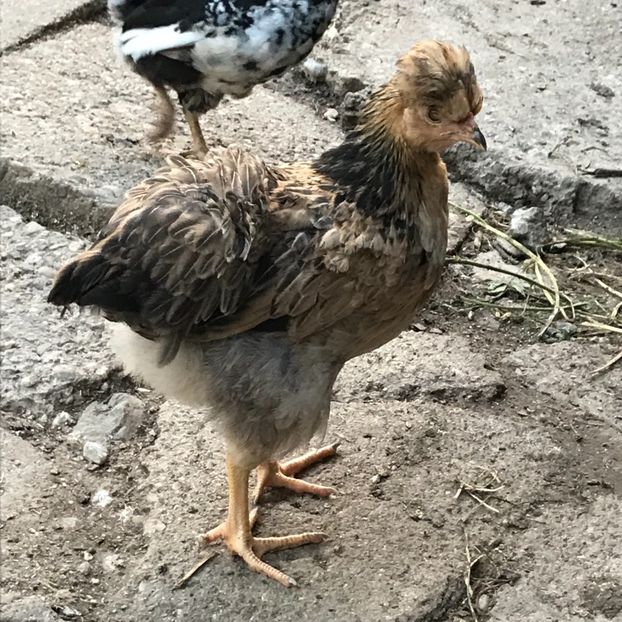 6D20FAFF-F74C-49E3-B856-04C175F82D46 - Puisori 2019