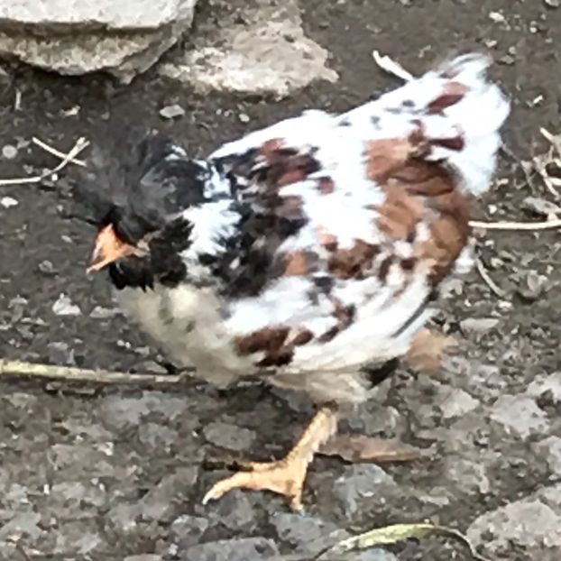 4C8CBC4D-6106-43B1-8EF9-AFF06A9CC054 - Puisori 2019