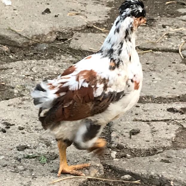 34BCF434-D2A7-4722-9380-90BF3387182A - Puisori 2019