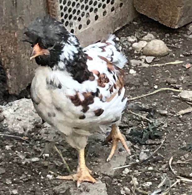 4984C4BA-BA7E-43F1-B4D7-841DBA4AB480 - Puisori 2019