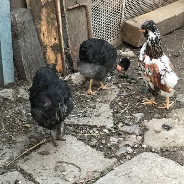 EB4378AD-2C8C-4875-8402-FE6DDD5B7F50 - Puisori 2019