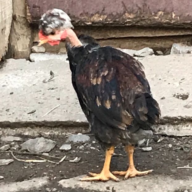 1E6F1445-BAEF-4F66-A684-5808F00E8AC7 - Puisori 2019