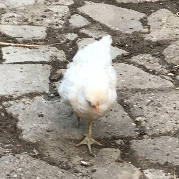 B6171B7A-8D2B-4ABC-8249-4C8AF420ED22 - Puisori 2019