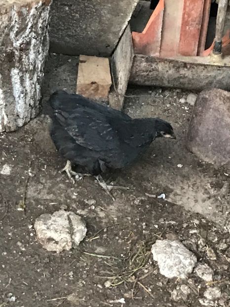 7C7A13D0-DB36-4950-AB90-A323FF7C52BC - Puisori 2019