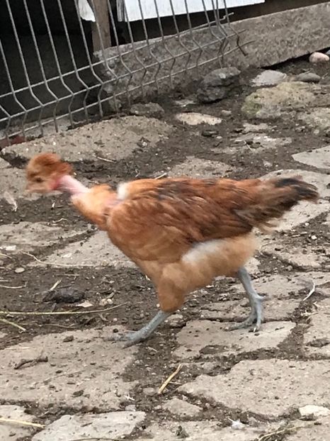 24A120F5-690A-44AB-8BAC-75CCAC94BA69 - Puisori 2019