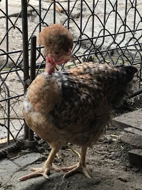 95B1EBA8-DBE3-495D-8180-FDB349205B86 - Puisori 2019