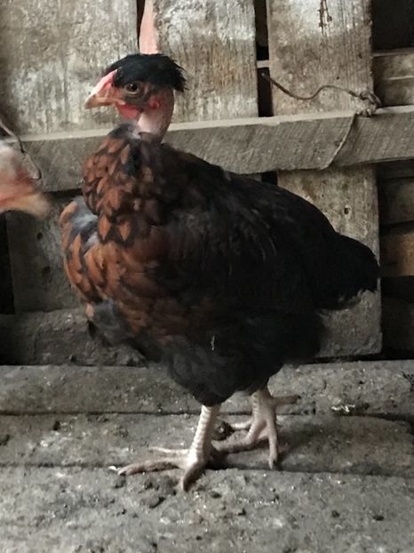 B2B73DF4-4C9C-466F-AE72-967092B576EF - Puisori 2019