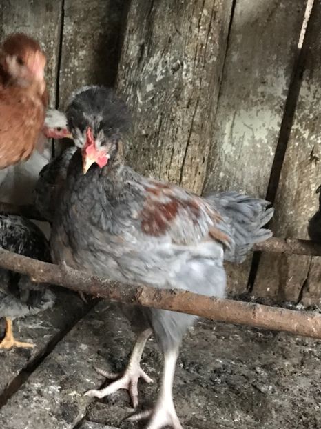 09001193-22F5-418D-83CE-C743C46147AA - Puisori 2019