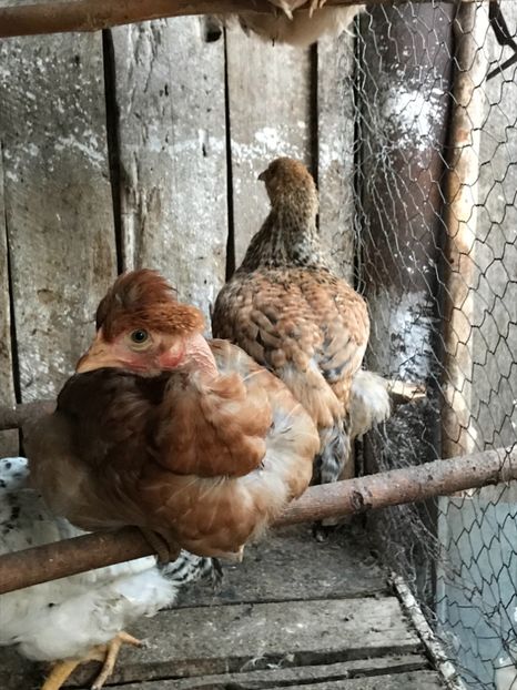 98FD977D-DA27-4301-830B-DFA8C82B8985 - Puisori 2019