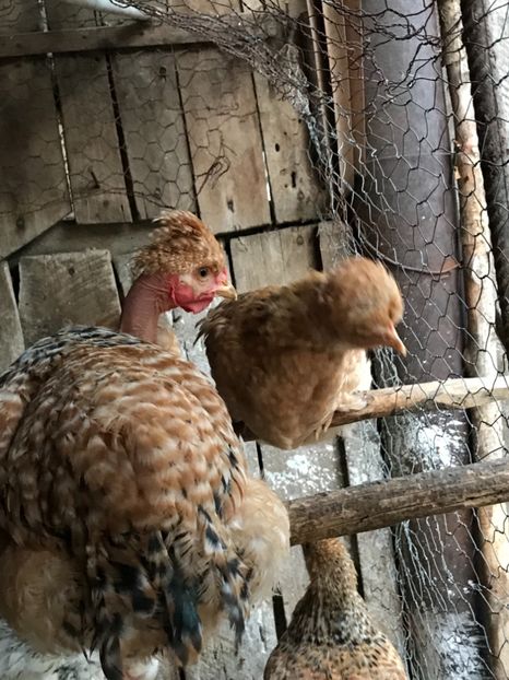 D4745A50-767E-4A15-9003-18C35B5E2CEF - Puisori 2019