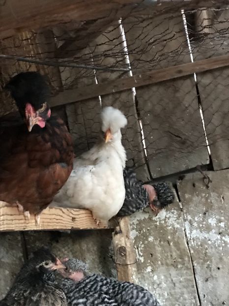 AF9B6019-7178-4532-A88B-1E1D23C6BAC7 - Puisori 2019