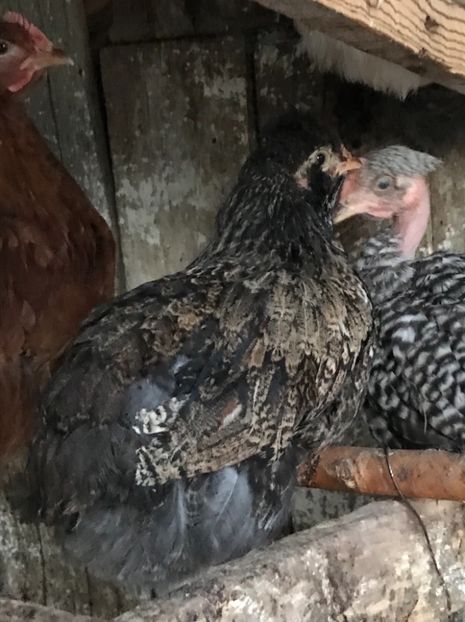 A3409393-D8AA-41D4-8C6E-4B360A927309 - Puisori 2019