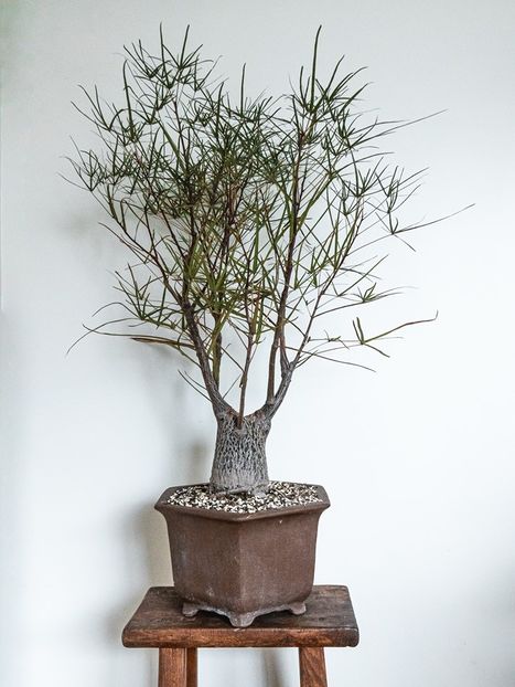 Brachychiton rupestris - Whish list pentru viata urmatoare1