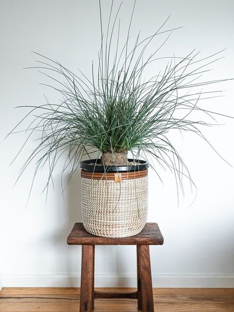 Calibanus hookeri - Vase - aranjamente - accesorii