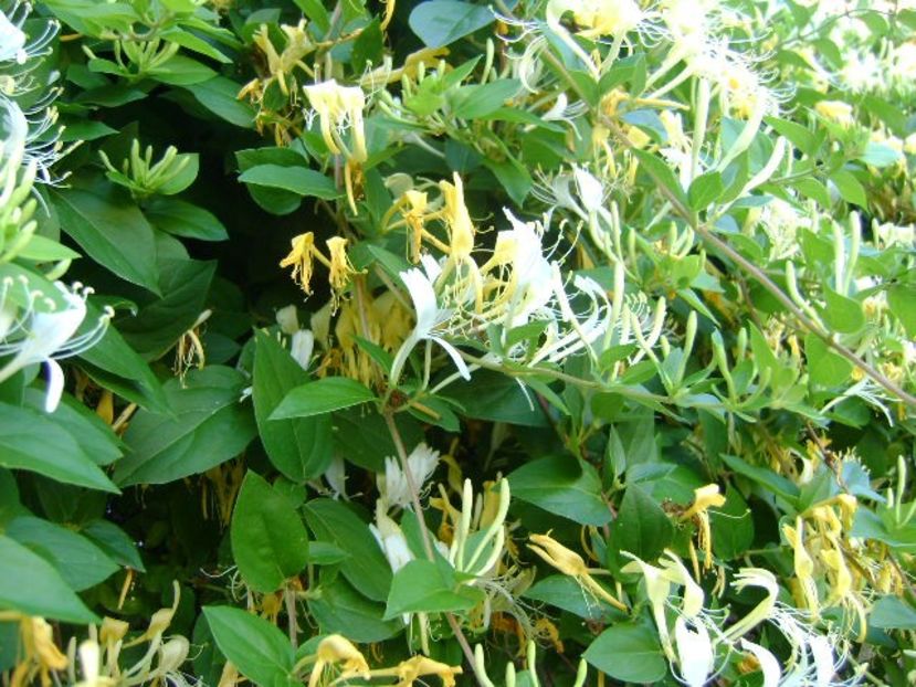 Caprifoi (Lonicera caprifolium) - Primavara 2019