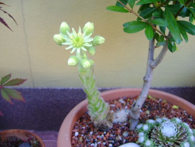 Sempervivum - Primavara 2019