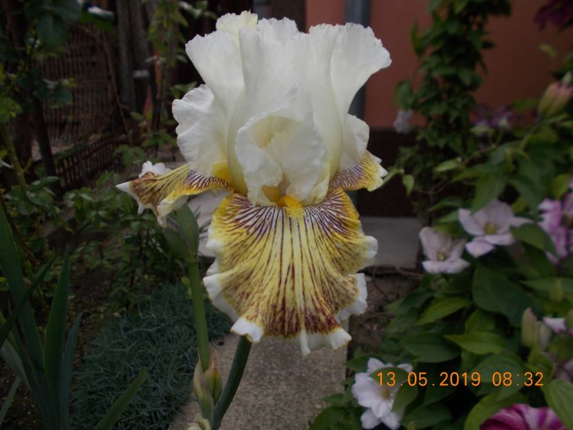 spring madness-15 - IRISI disponibili in 2019