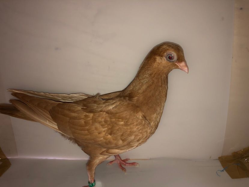 6879  femelă  2019_3 - tineret 2019