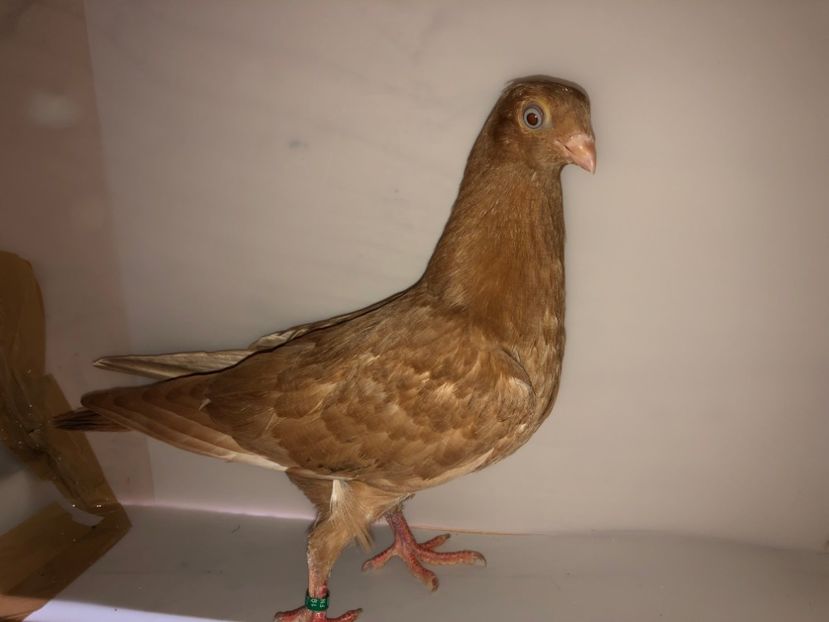 6880  mascul  2019_1 - tineret 2019