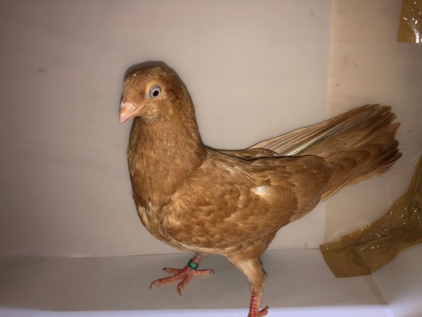 6880  mascul  2019_2 - tineret 2019