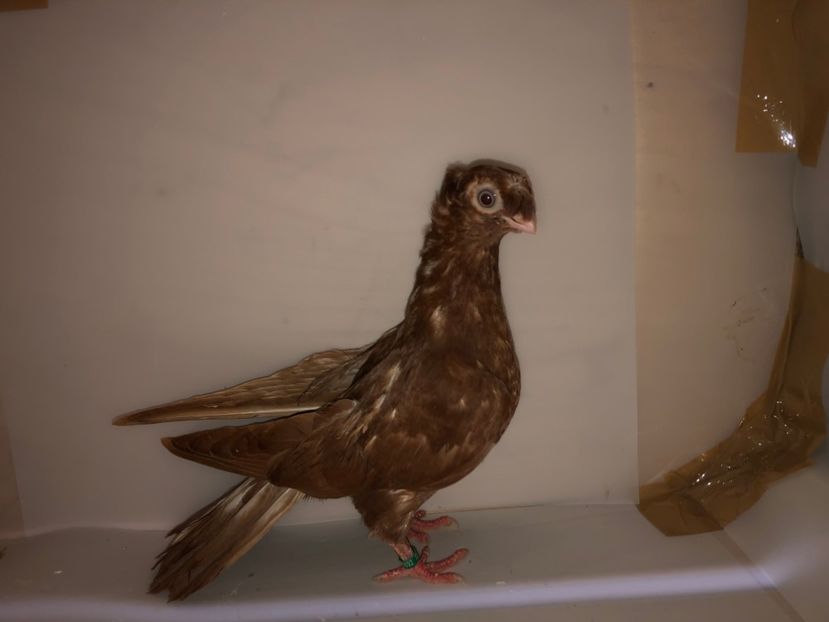 6892  femelă  2019_1 - pui 2019 BM