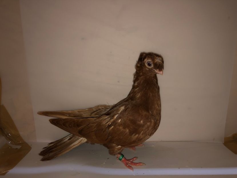 6892  femelă  2019_3 - pui 2019 BM