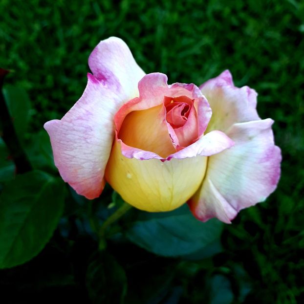  - TRANDAFIRI 2018-2019