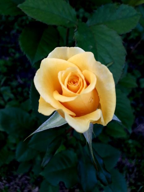  - TRANDAFIRI 2018-2019