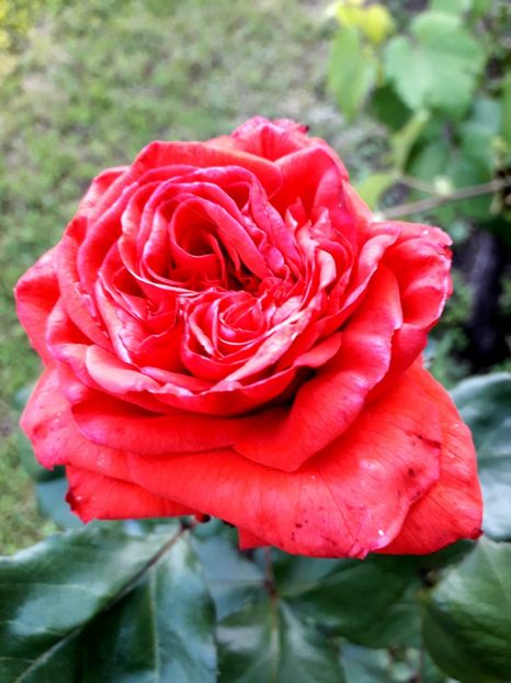  - TRANDAFIRI 2018-2019