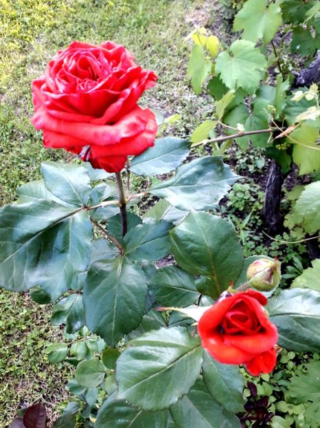  - TRANDAFIRI 2018-2019