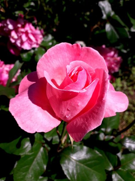  - TRANDAFIRI 2018-2019