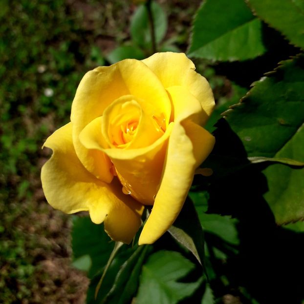  - TRANDAFIRI 2018-2019