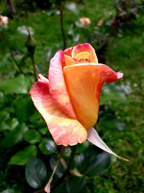  - TRANDAFIRI 2018-2019