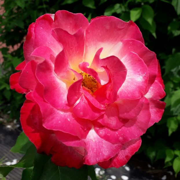  - TRANDAFIRI 2018-2019