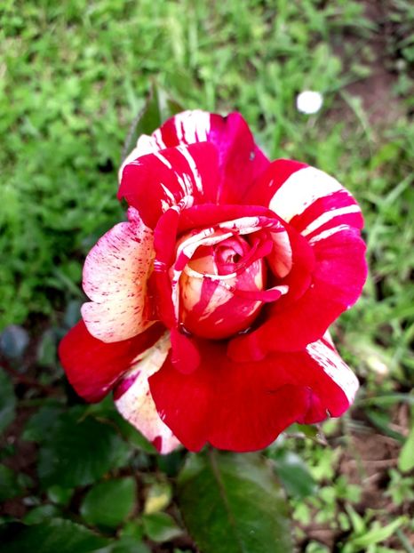  - TRANDAFIRI 2018-2019