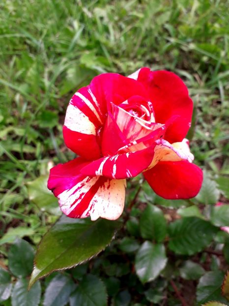  - TRANDAFIRI 2018-2019