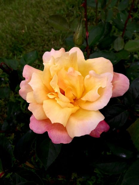  - TRANDAFIRI 2018-2019