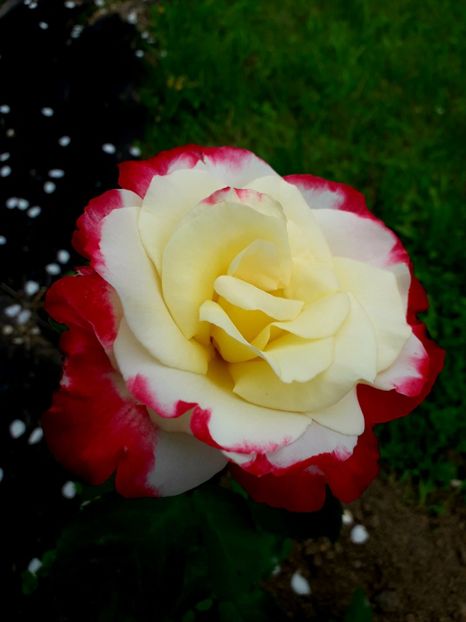  - TRANDAFIRI 2018-2019