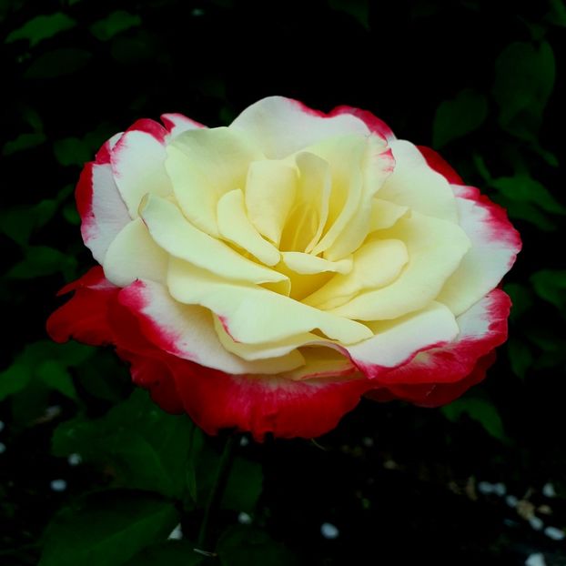  - TRANDAFIRI 2018-2019