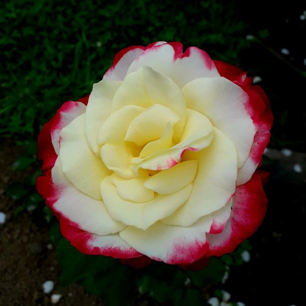  - TRANDAFIRI 2018-2019