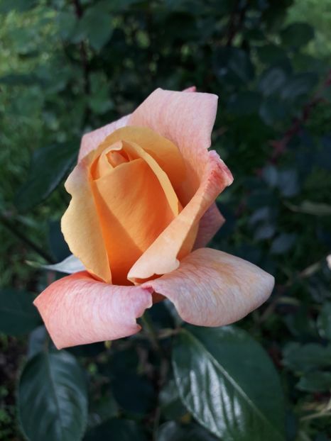  - TRANDAFIRI 2018-2019