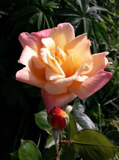  - TRANDAFIRI 2018-2019